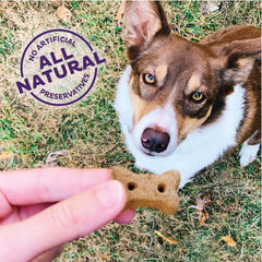 Perro disfrutando una galleta para caderas y articulaciones de Old Mother Hubbard Wellness durante el juego, recompensa sabrosa.