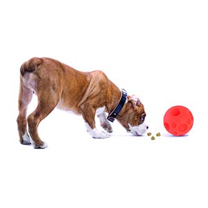 Omega Paw bola diseño ergonomico naranja facilita manipulación y uso.