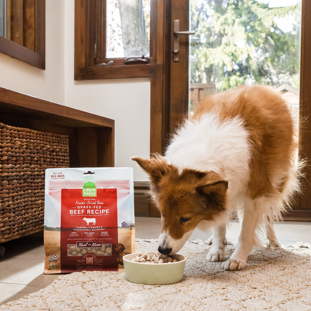 Perro en acción con Open Farm, disfrutando de morsels liofilizados.