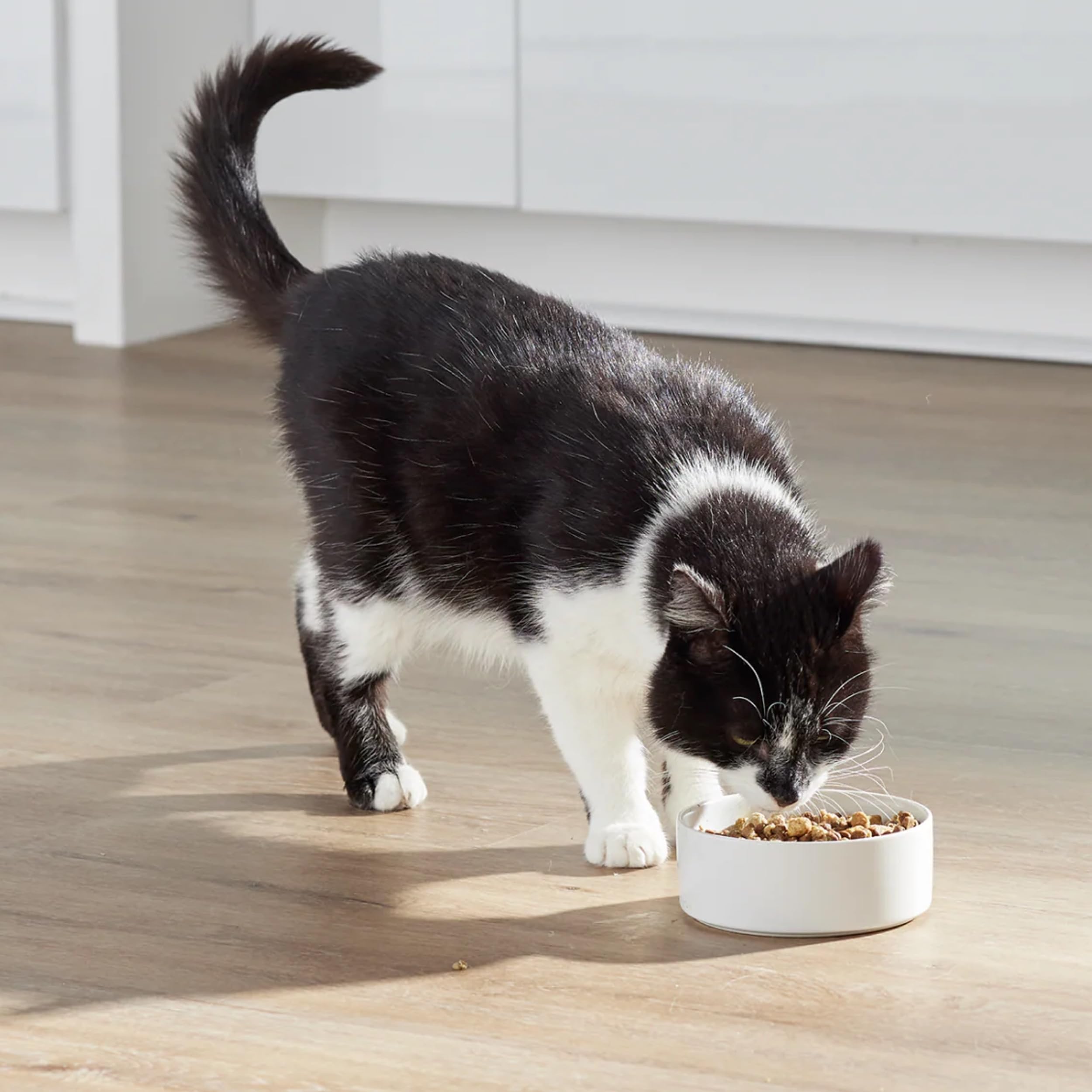 Gatito comiendo con Open Farm RawMix en su tazón.