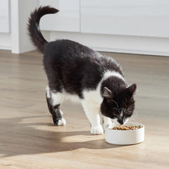 Gatito comiendo con Open Farm RawMix en su tazón.