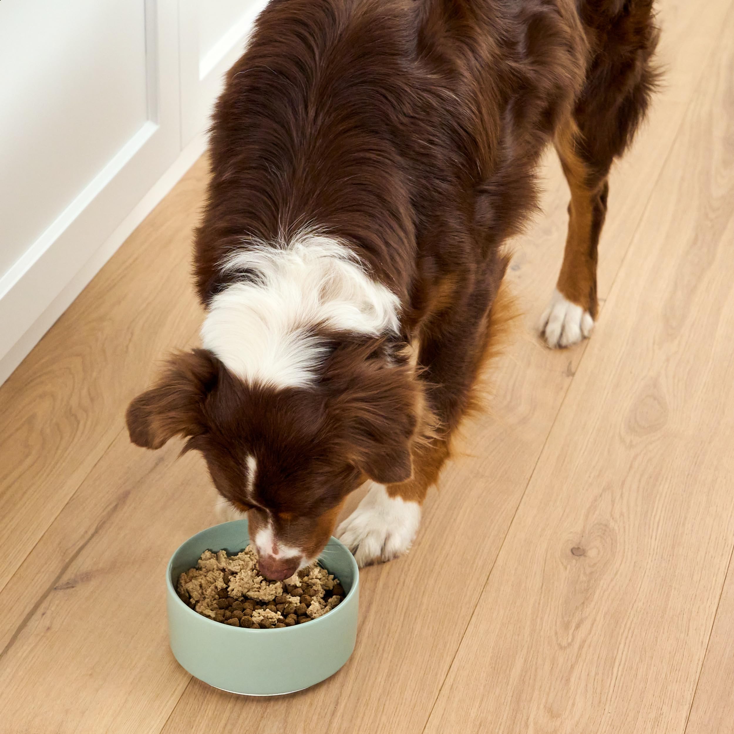 Open Farm mousse, uso diario seguro sin granos para perros sensibles.