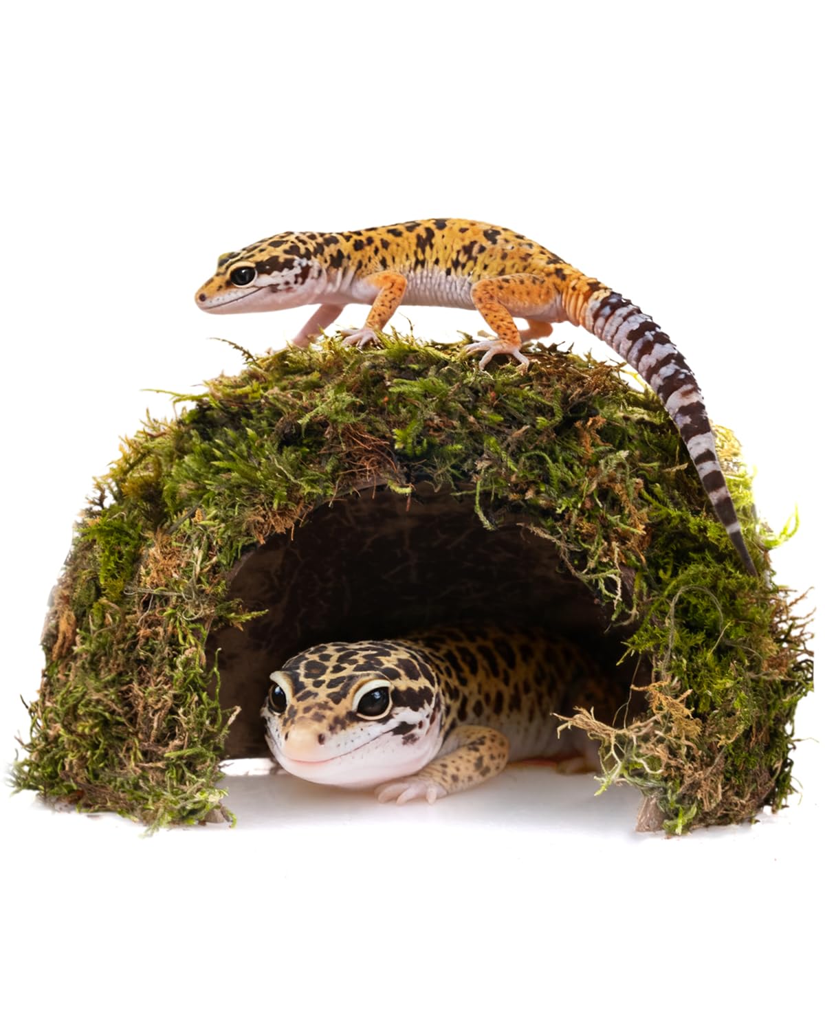 ORBIDYN domo natural con musgo exterior, refugio cómodo para geckos leopardos.