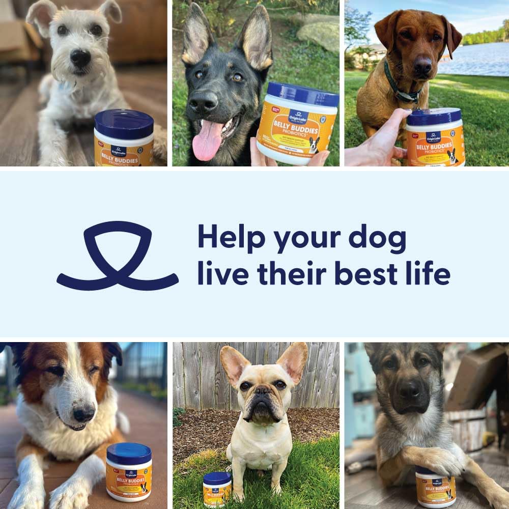 Beneficio potencial para inmunidad y equilibrio digestivo con Belly Buddies
