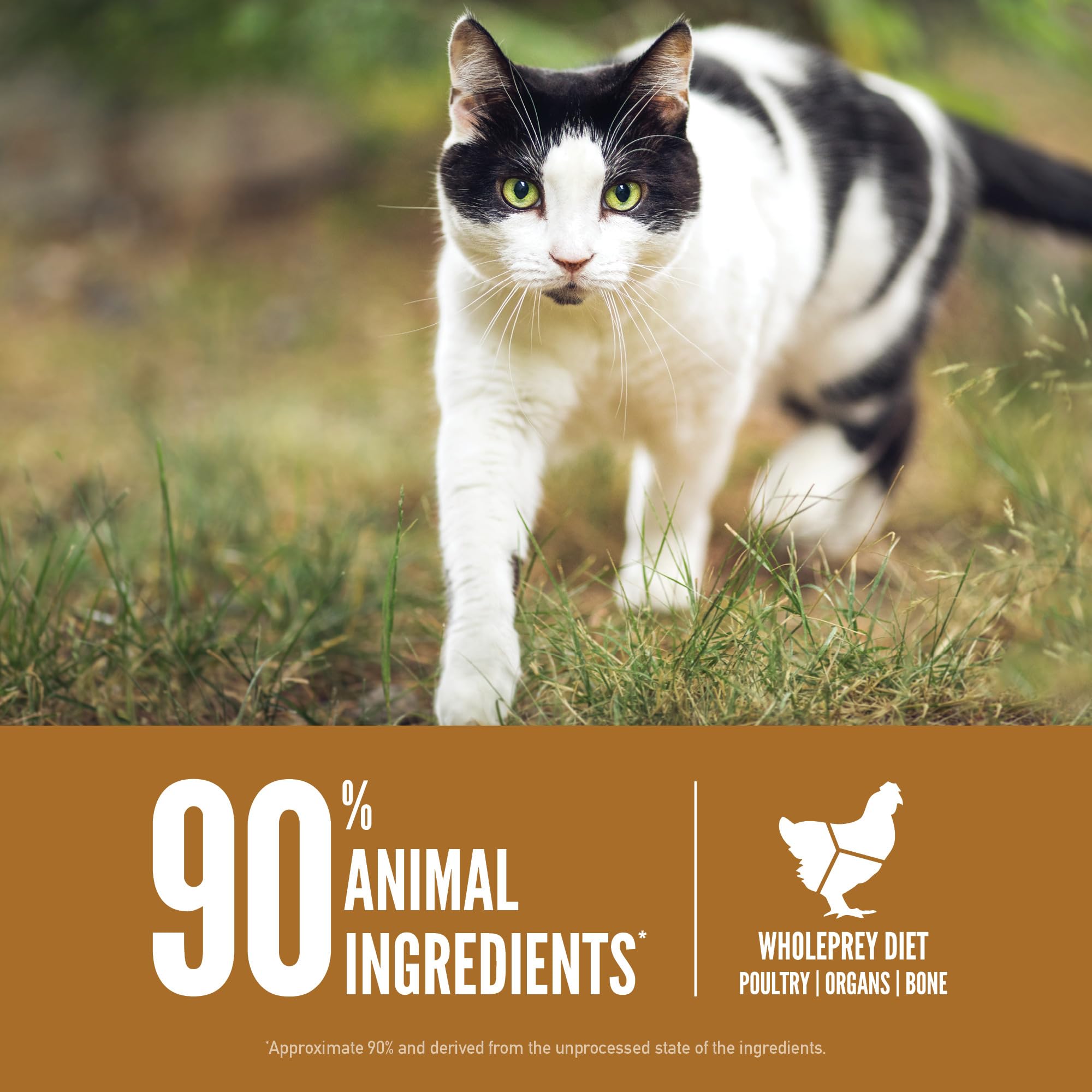 alto contenido proteico de orijen para gatos, posible apoyo a energía.