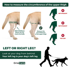 Ortocanis neopreno-rodilla-perro-ajuste cómodo que se adapta a la pierna.