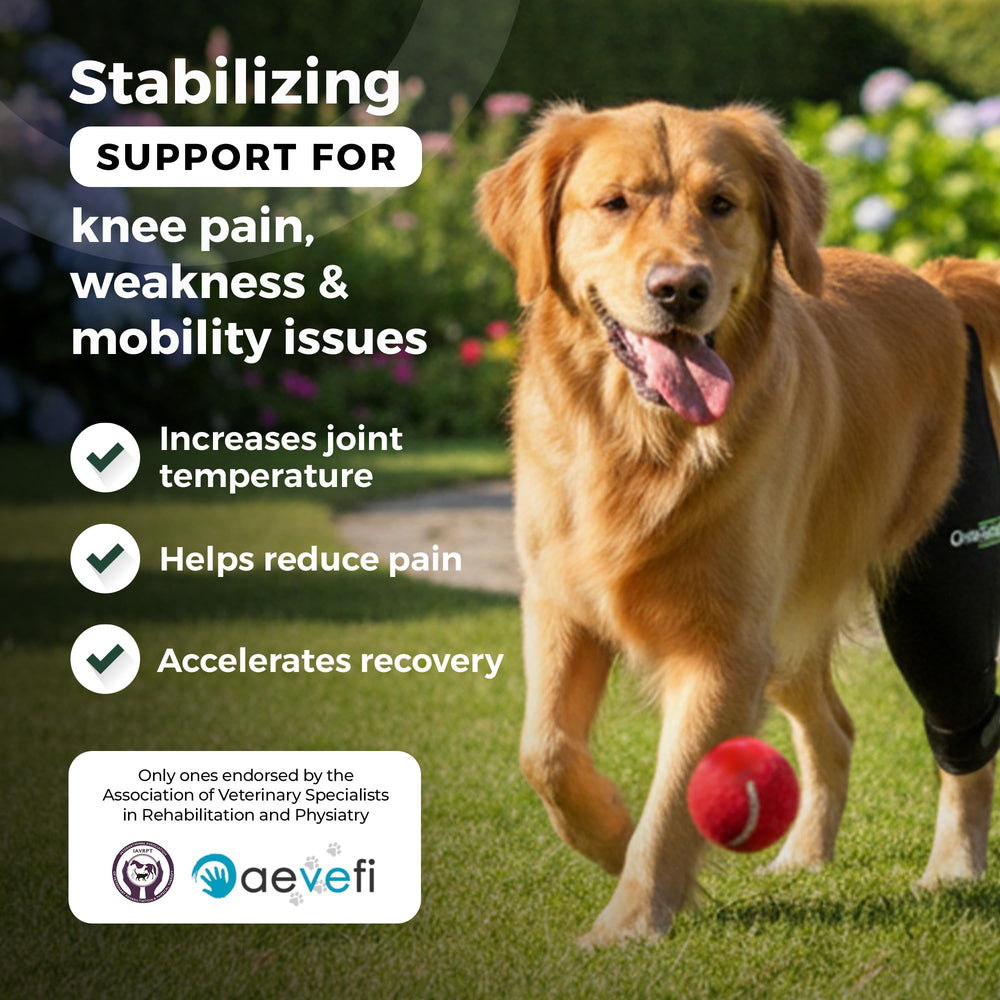 Ortocanis rodilla-perro-compresion suave para mejora de circulación y confort.