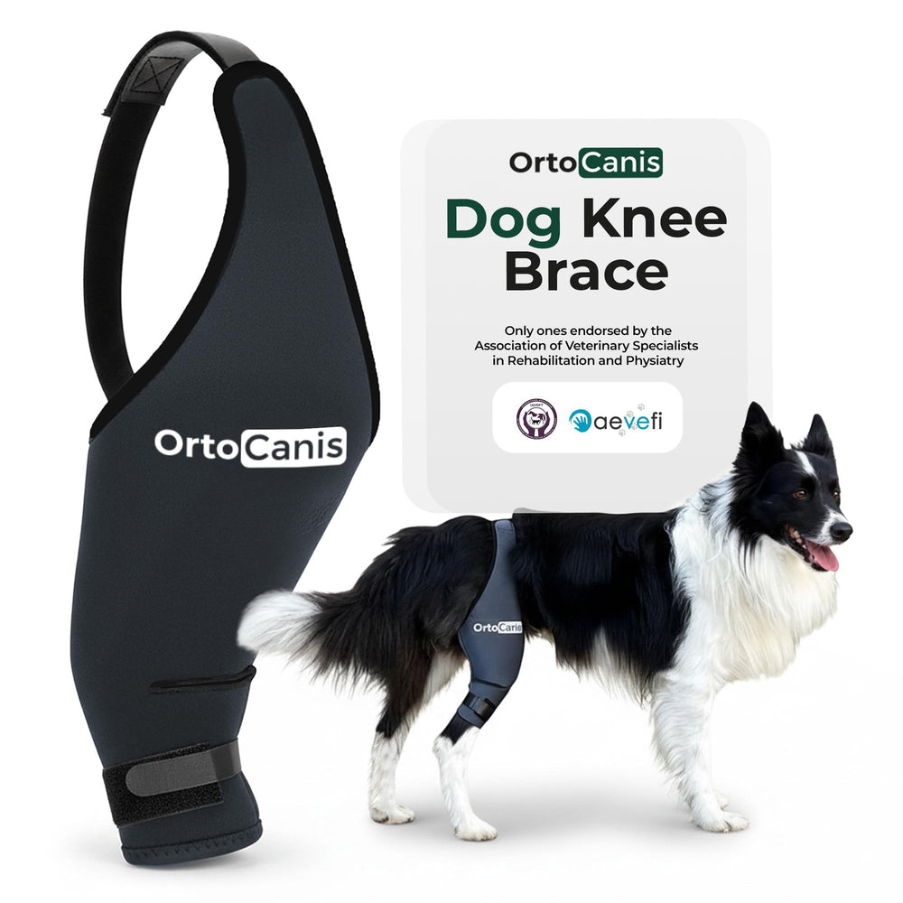 Ortocanis rodilla-perro: soporte estable para movilidad diaria y confianza.