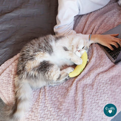 OurPets Cosmic Catnip Juguete Banana para estimulación mental y diversión.