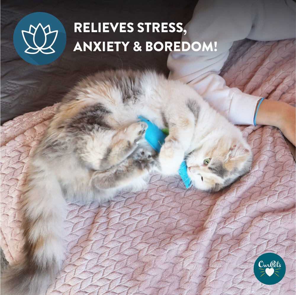 OurPets hierba gatera cósmica, juguete interactivo para estimular gato curioso.