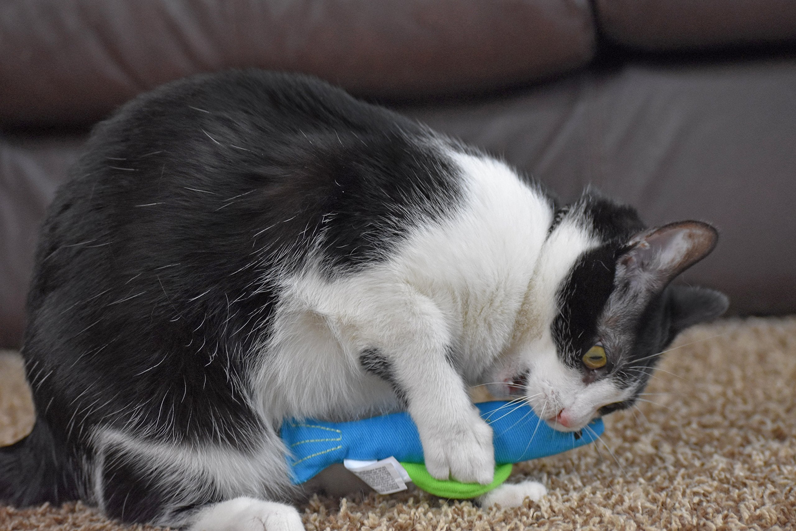 OurPets uso en interiores para mantener a tu gato activo y entretenido.