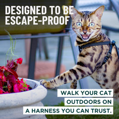 Correa Houdini OutdoorBengal para gato turquesa, control suave durante caminatas.