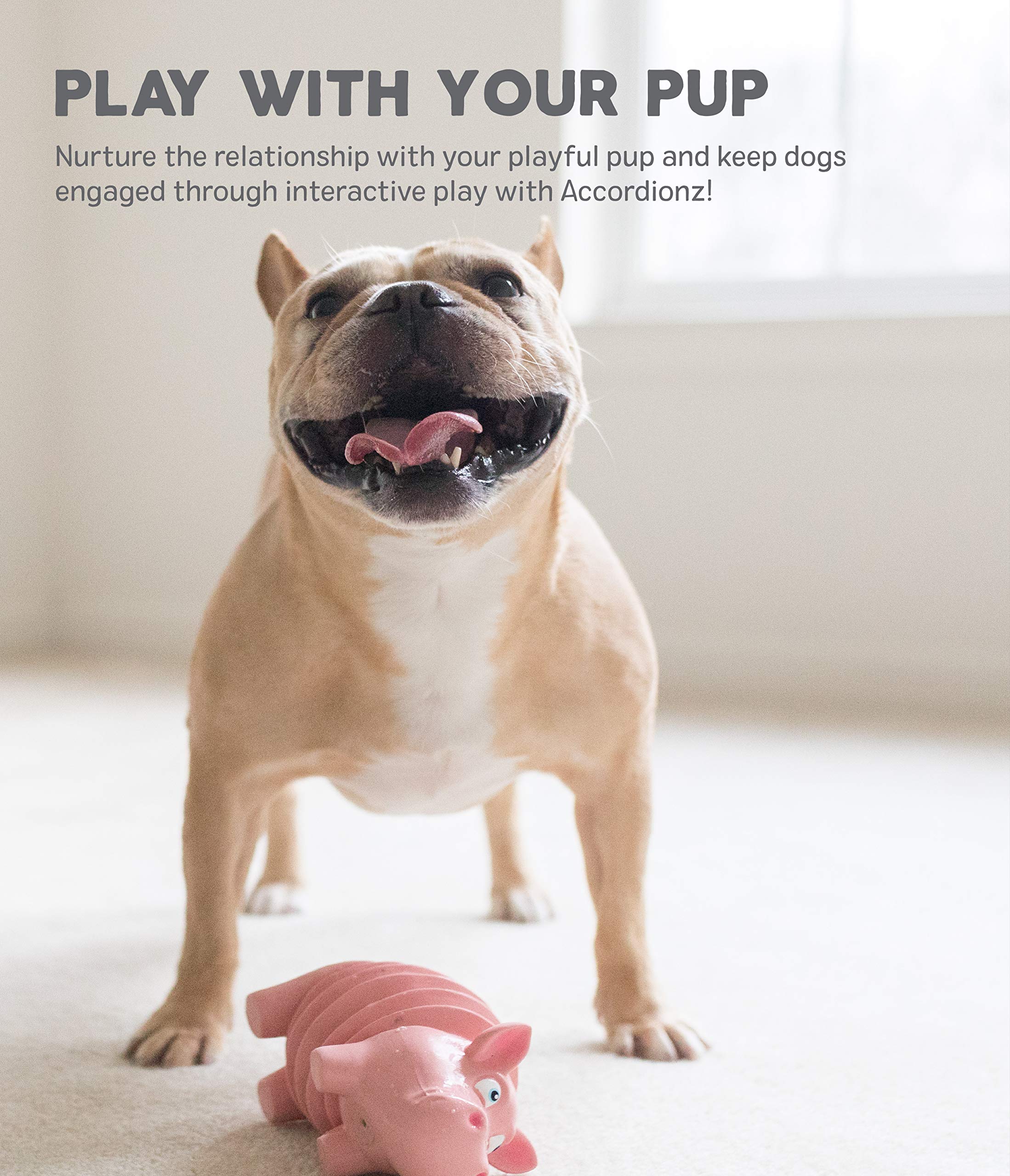 Outward Hound Accordionz: uso interior y exterior, ligero para llevar