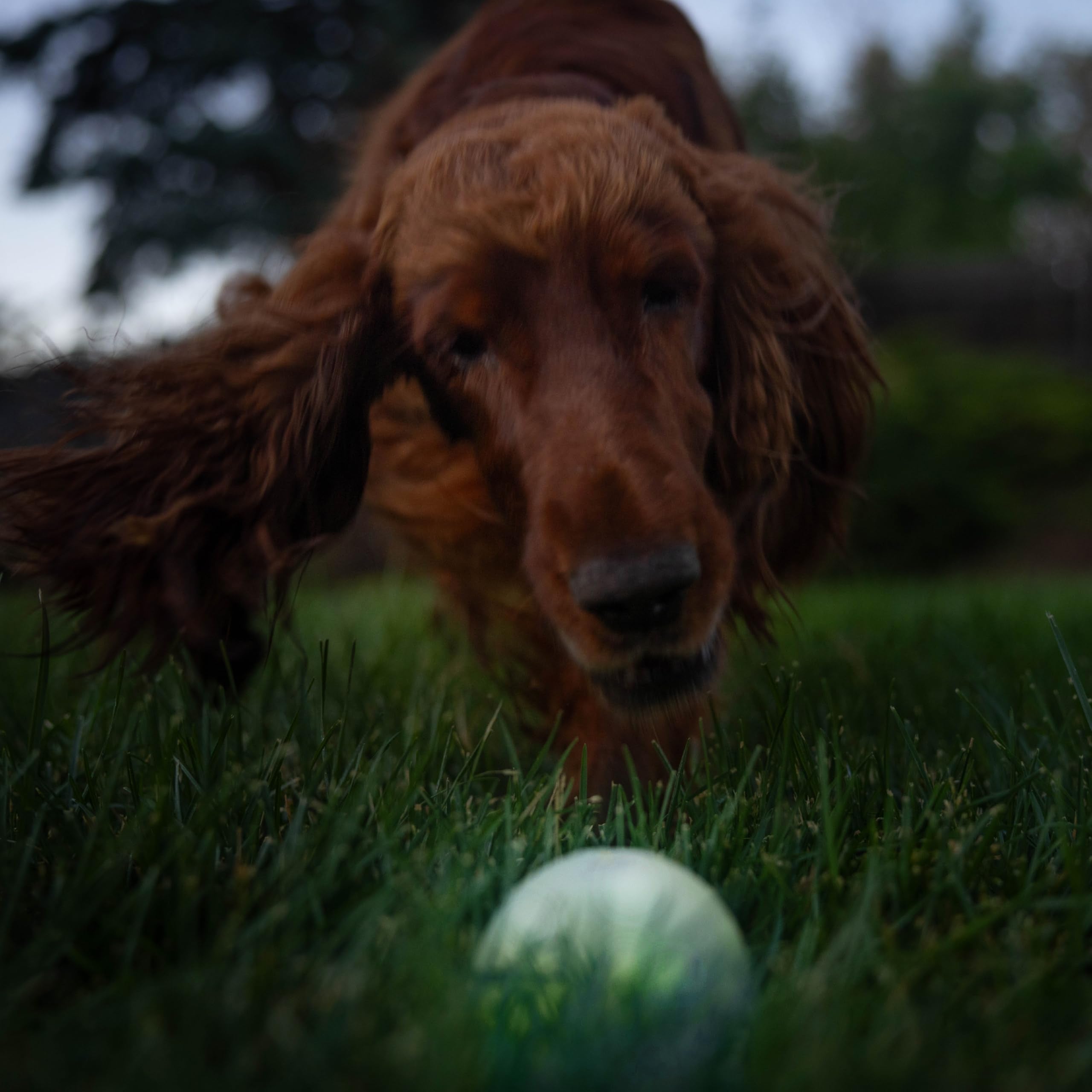Outward Hound bola con luz visible en poca luz para diversión asegurada.