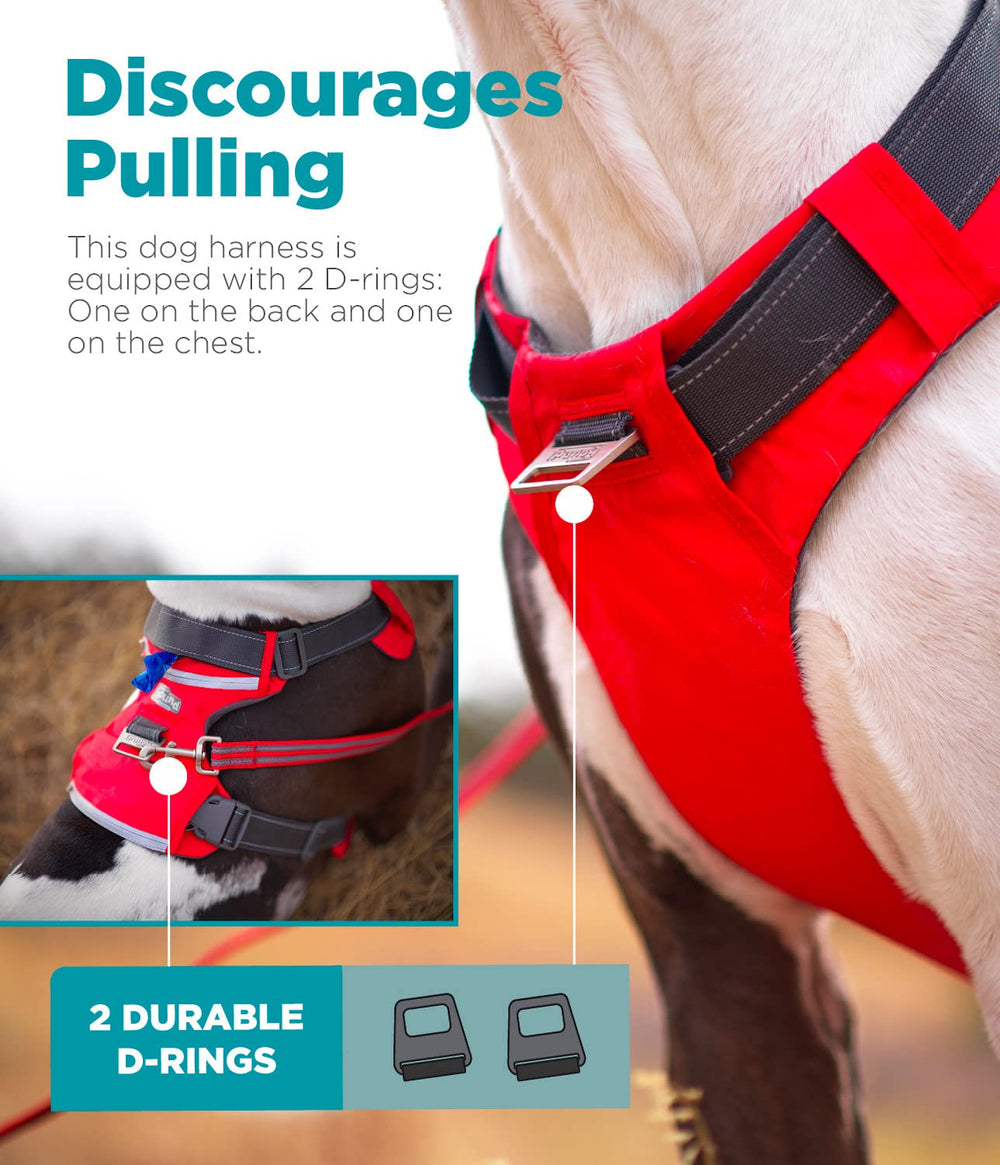 Outward Hound Boulder anillo D trasero para asegurar la correa