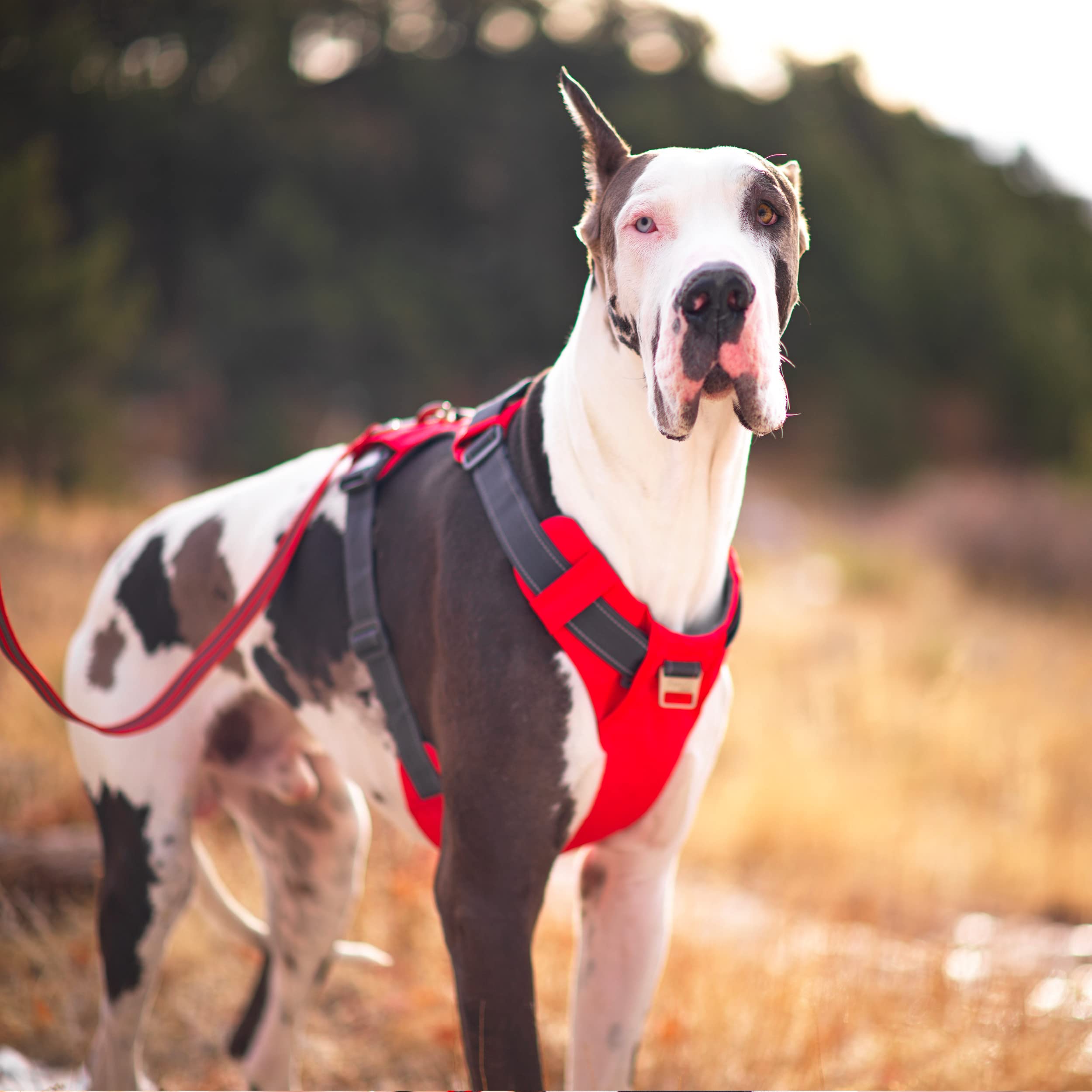 Outward Hound Boulder ideal para paseo diario y aventuras
