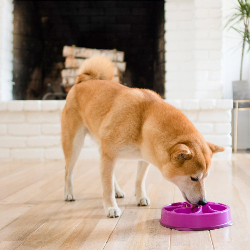 Outward Hound Fun Feeder Slo Bowl apto para lavavajillas en rejilla superior.