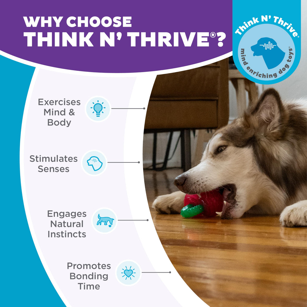 Outward Hound Gummiez Juego Entrenamiento Interior Exterior: ideal para entrenamiento y entretenimiento en casa