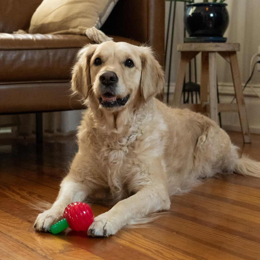Outward Hound Gummiez Lavado Rápido: limpieza rápida para uso diario tras las sesiones