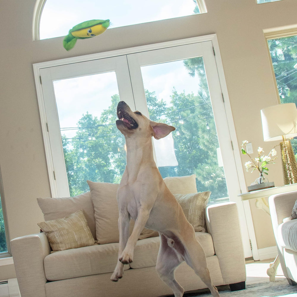 Outward Hound Nina Ottosson Hide N' Find: puzzle interactivo para perros