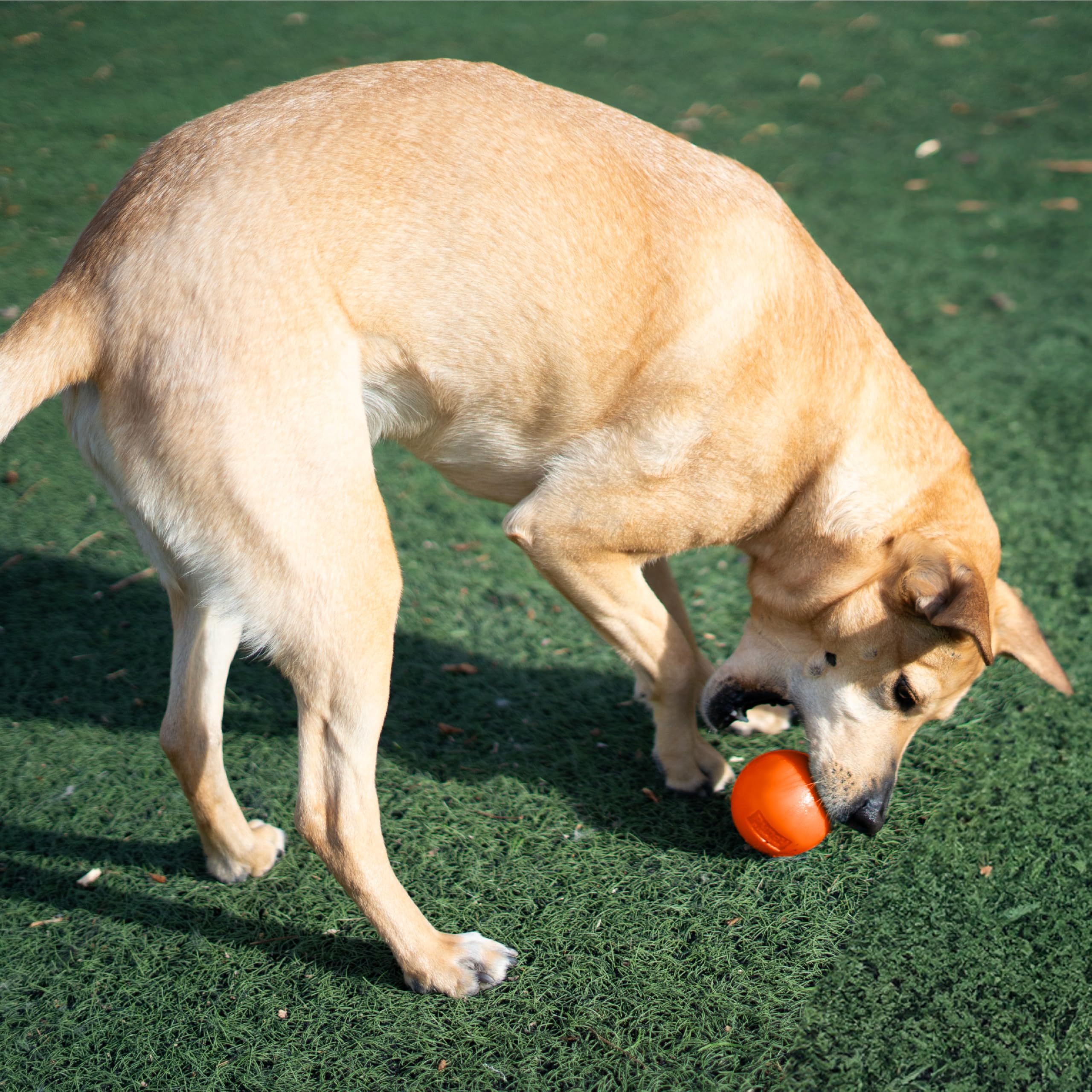 Outward Hound Pelota Chillido Segura para Dientes, suave en encías y apta para juego prolongado.