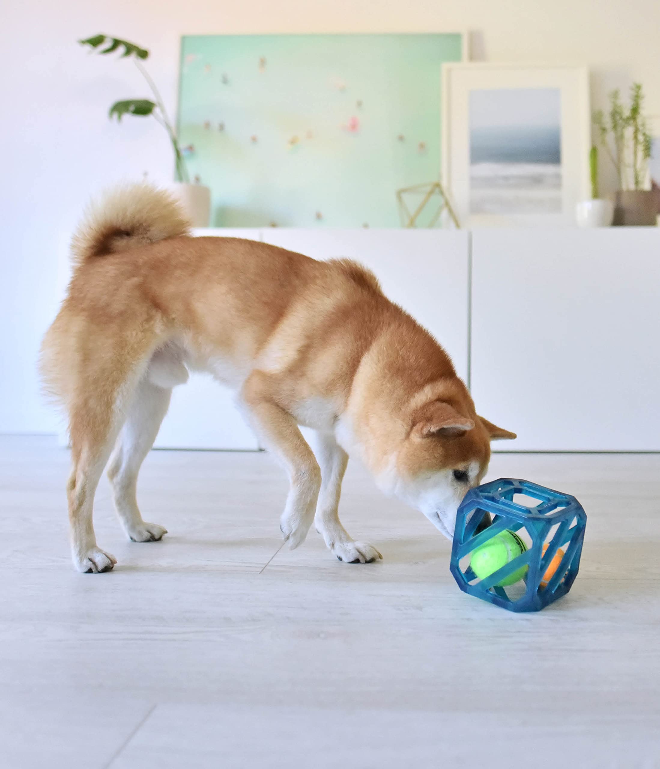 Outward Hound Puzzle Cube: uso interior y exterior para diversión segura.