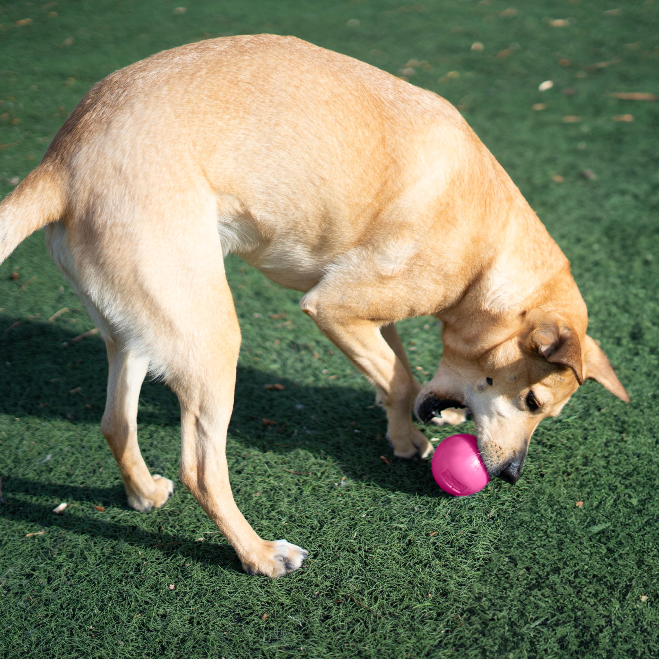 Outward Hound Squeak Ball – Resistente para mordedores que disfrutan del rebote.