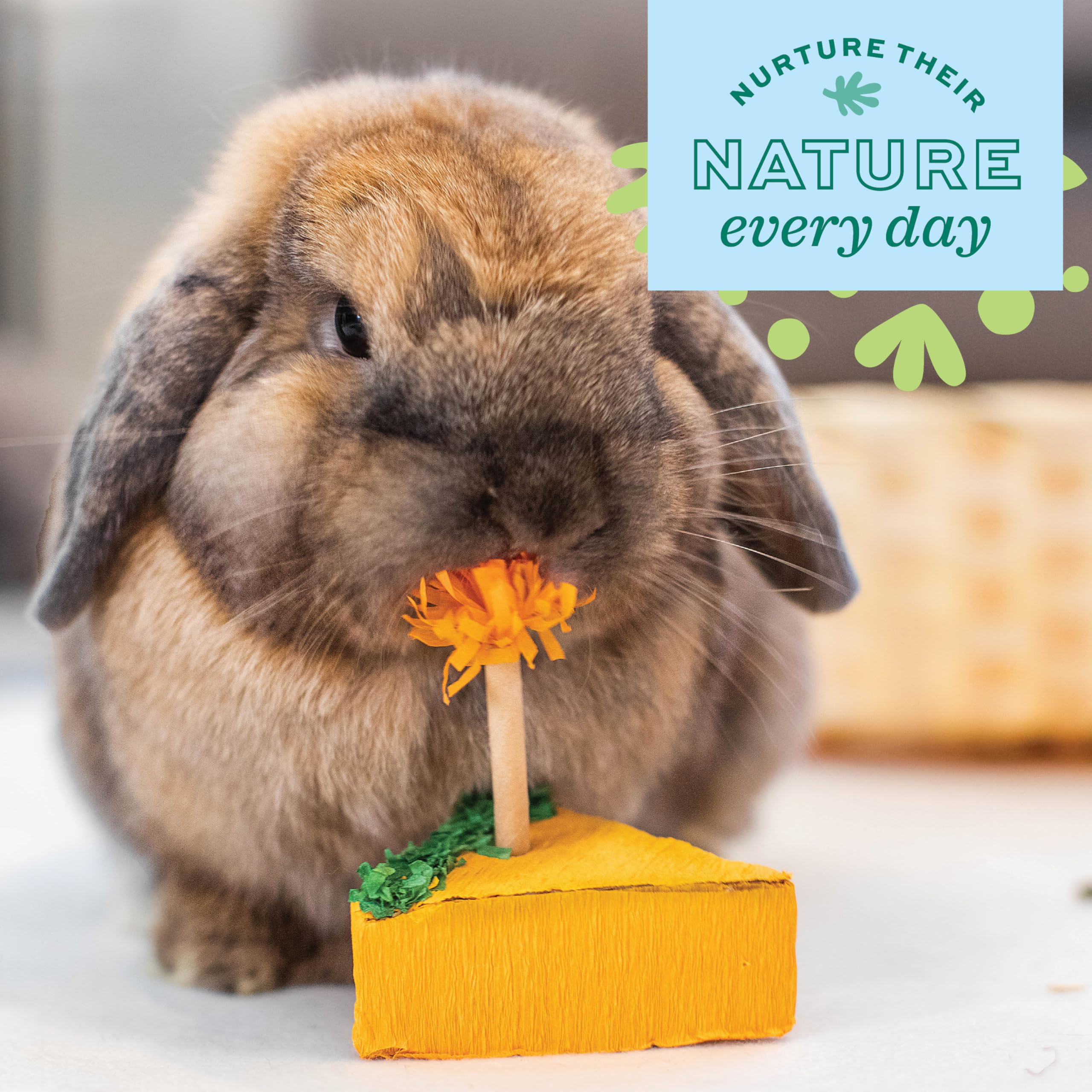 Oxbow Enriched Life Birthday Pack: juguetes para mascotas pequeñas que alientan actividad diaria.