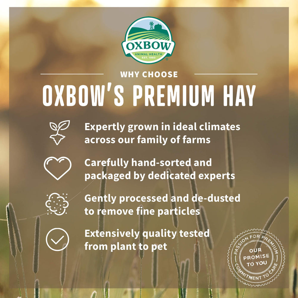 Oxbow Heno Meadow Orgánico ayuda a la salud dental y digestiva.