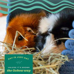 Oxbow Timothy Hay, aroma dulce, estimula el apetito natural de mascotas.