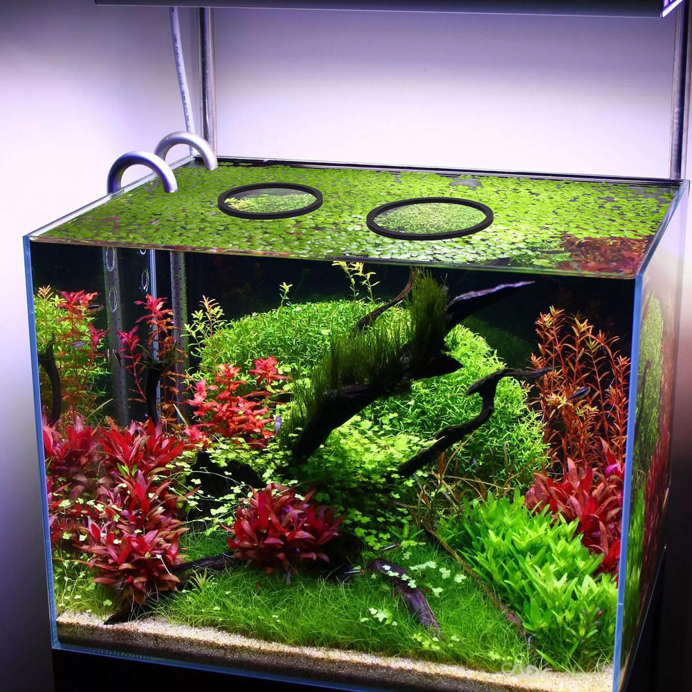 PAGOW anillos para plantas flotantes, mejorando la presentación del acuario.