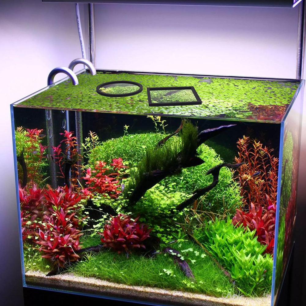 PAGOW usos versátiles para acuario, pez betta y plantas flotantes