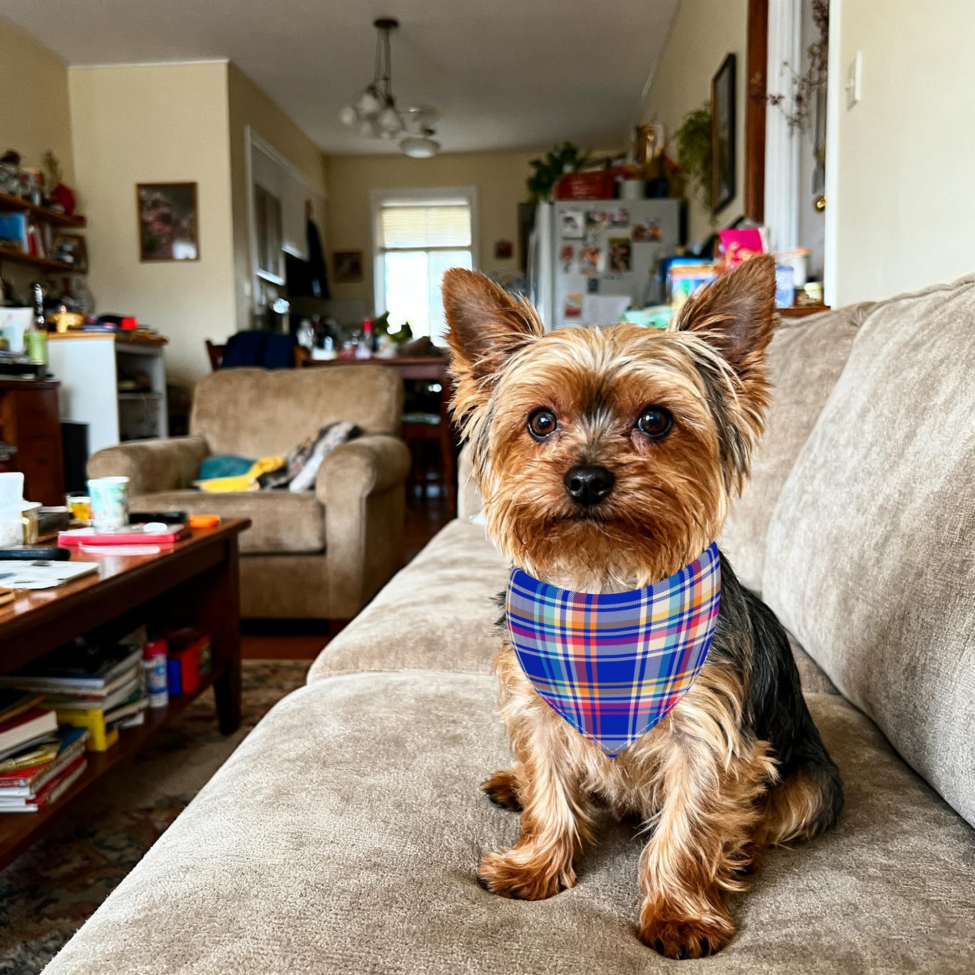 Conjunto Pai Sence tres tallas, perfecto para perros de distintos tamaños