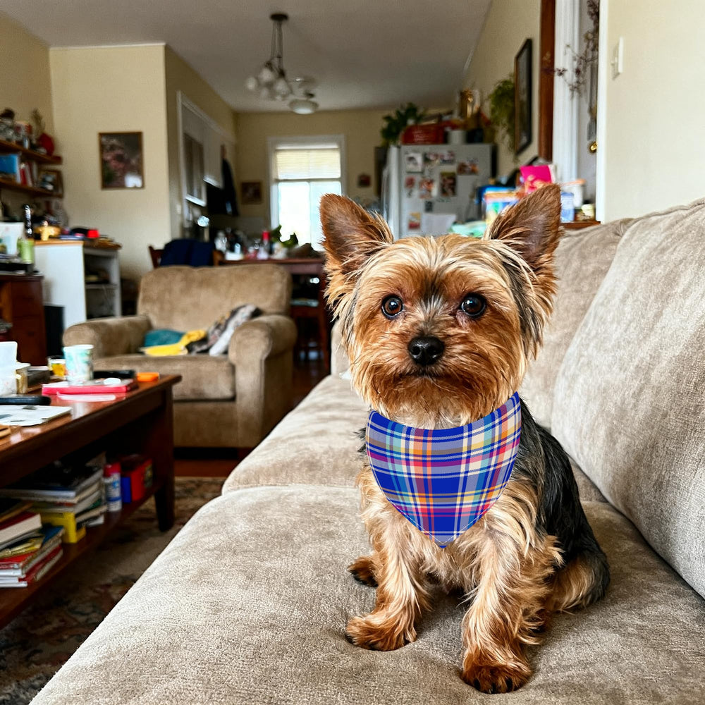 Conjunto Pai Sence tres tallas, perfecto para perros de distintos tamaños
