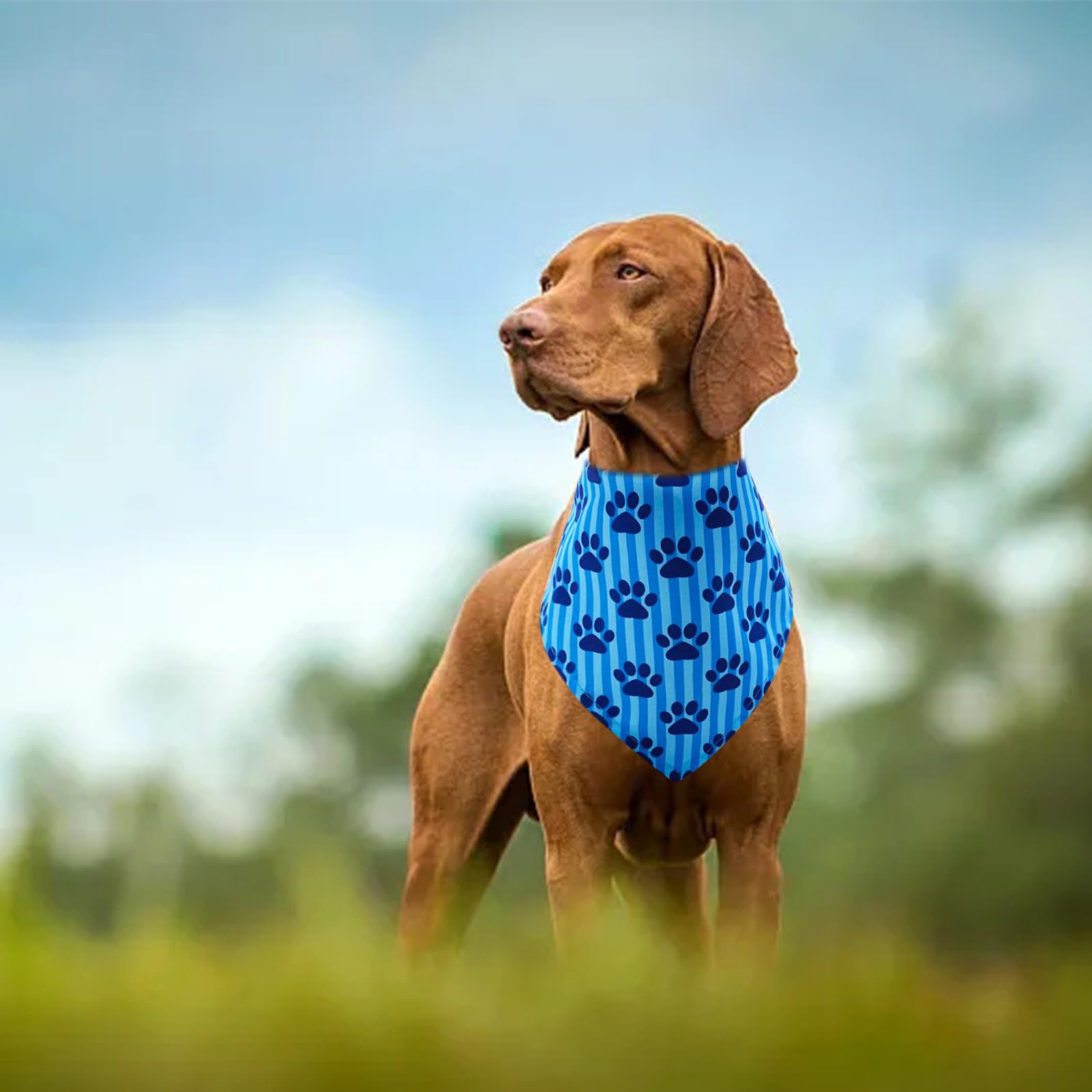 Conjunto Pai Sence de 30 bandanas, perfecto para compartir entre la familia.