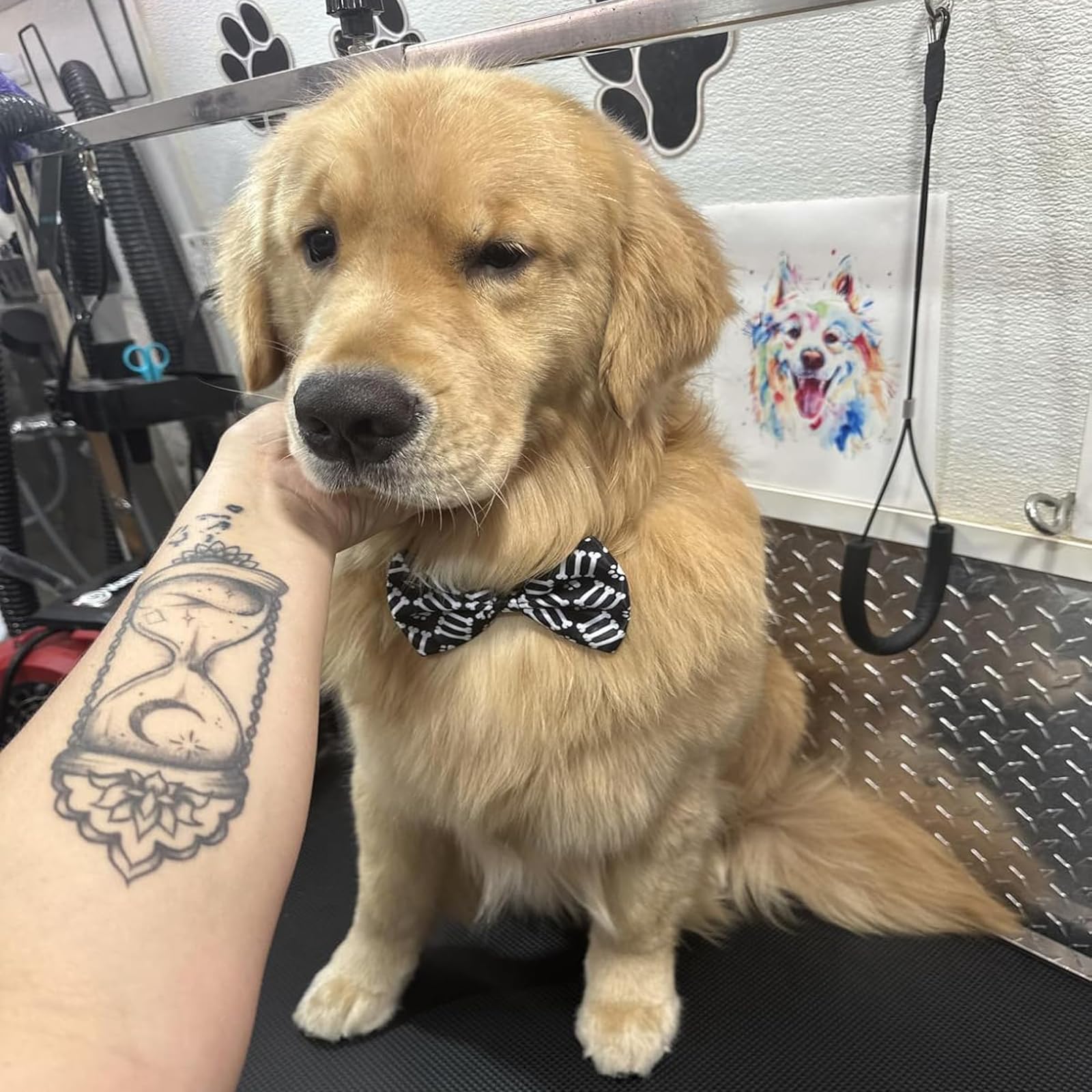 Pai Sence lazo para perro con patitas en contraste