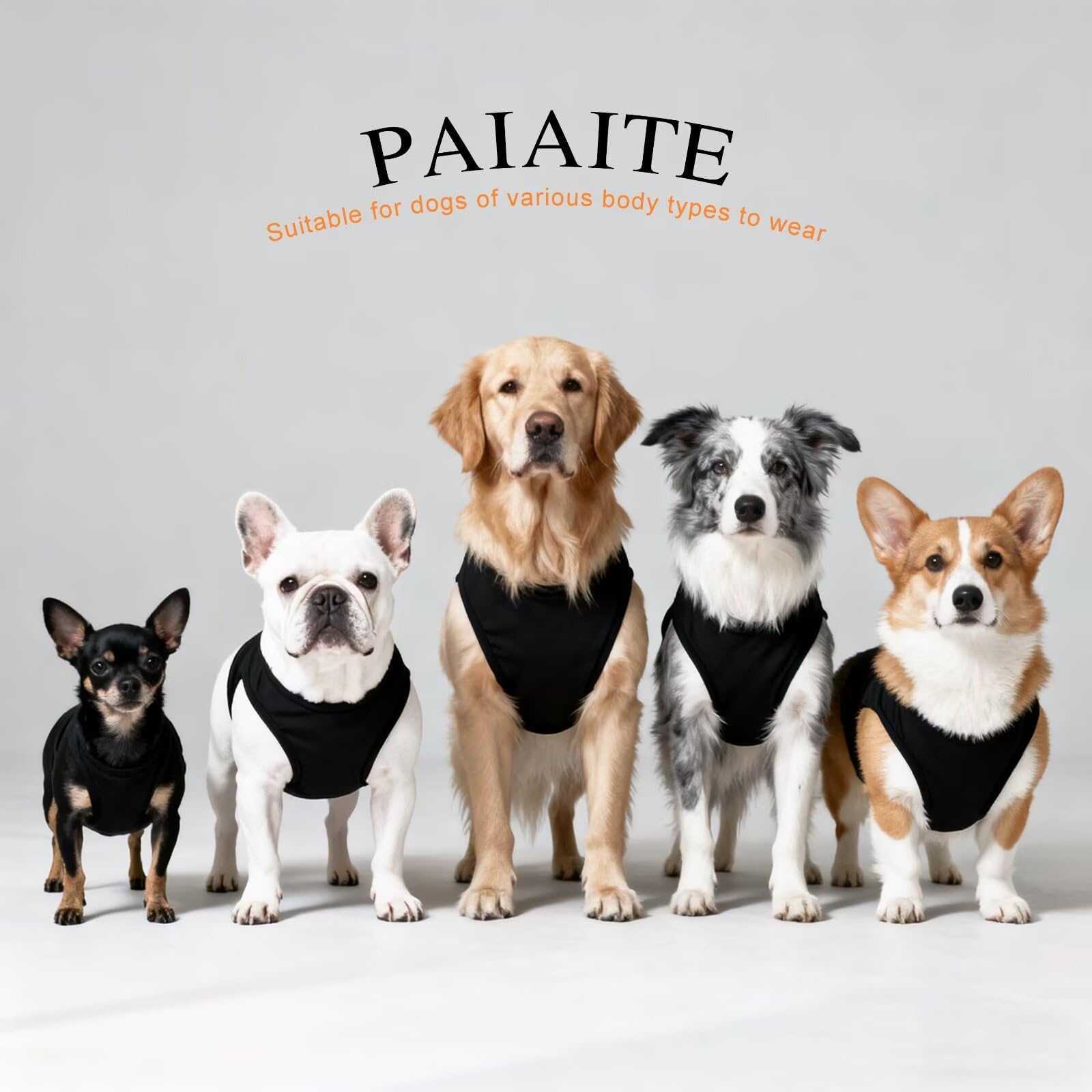 Paiaite para perro, uso diario en paseos y juegos.