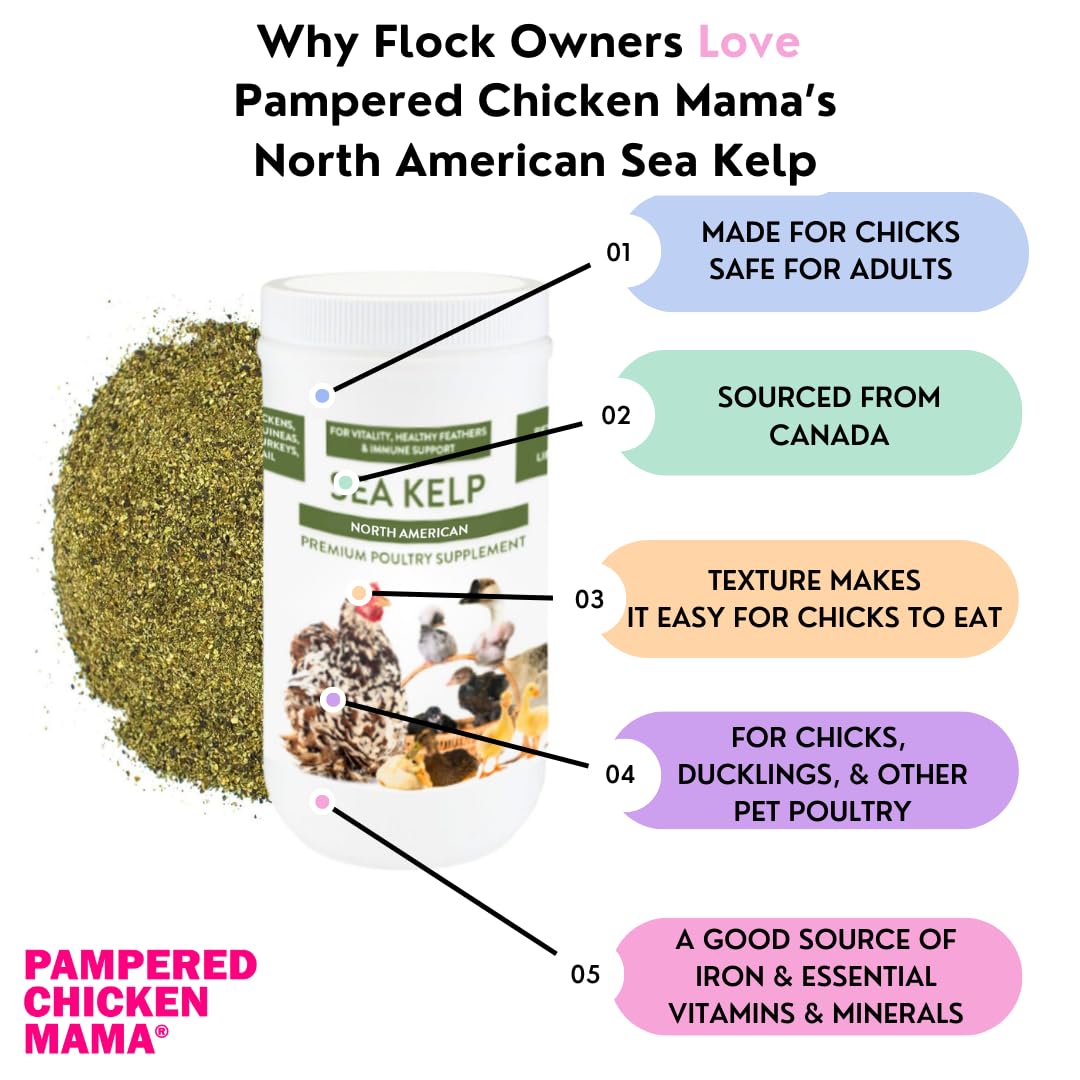 Pampered Chicken Mama alga marina sistema digestivo: soporte natural para aves sanas
