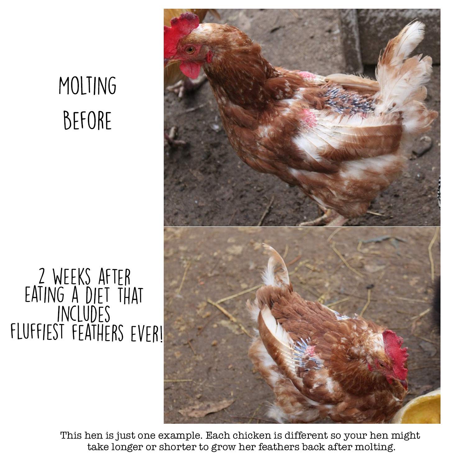 Ingredientes naturales de Pampered Chicken Mama para gallinas.