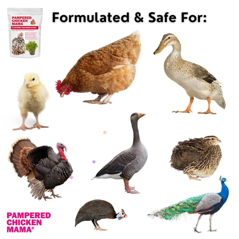 Pampered Chicken Mama minerales calcio y hierro, soporte mineral para la salud de las aves.