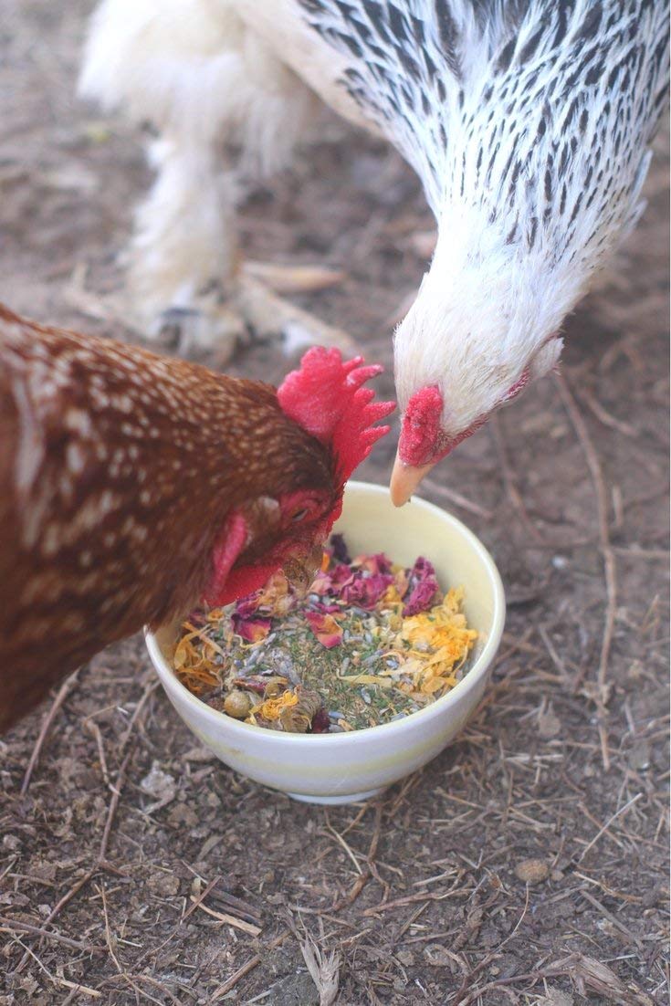 Pampered Chicken Mama: romero para un toque herbáceo en el gallinero.