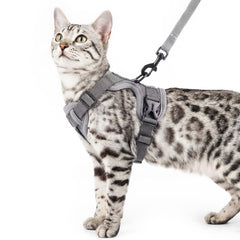 pangdi arnés gato ajuste total XL para control seguro en paseos nocturnos.