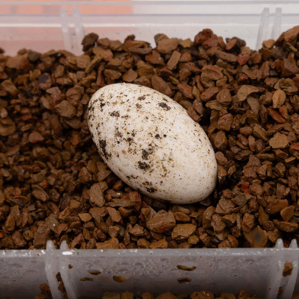 Pangea Hatch aplicación suave para mezclar con otros sustratos.