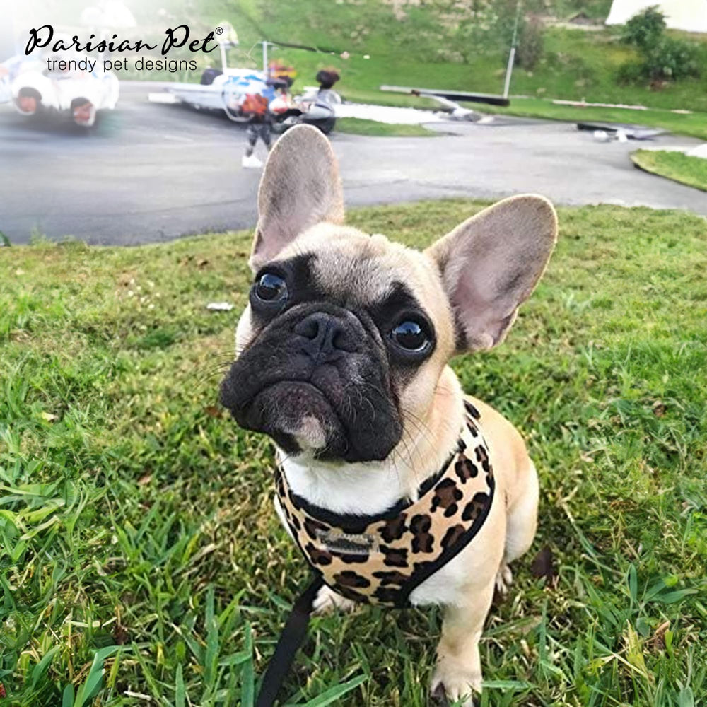 Arnés leopard Parisian Pet con cierre rápido para colocar y quitar fácilmente.