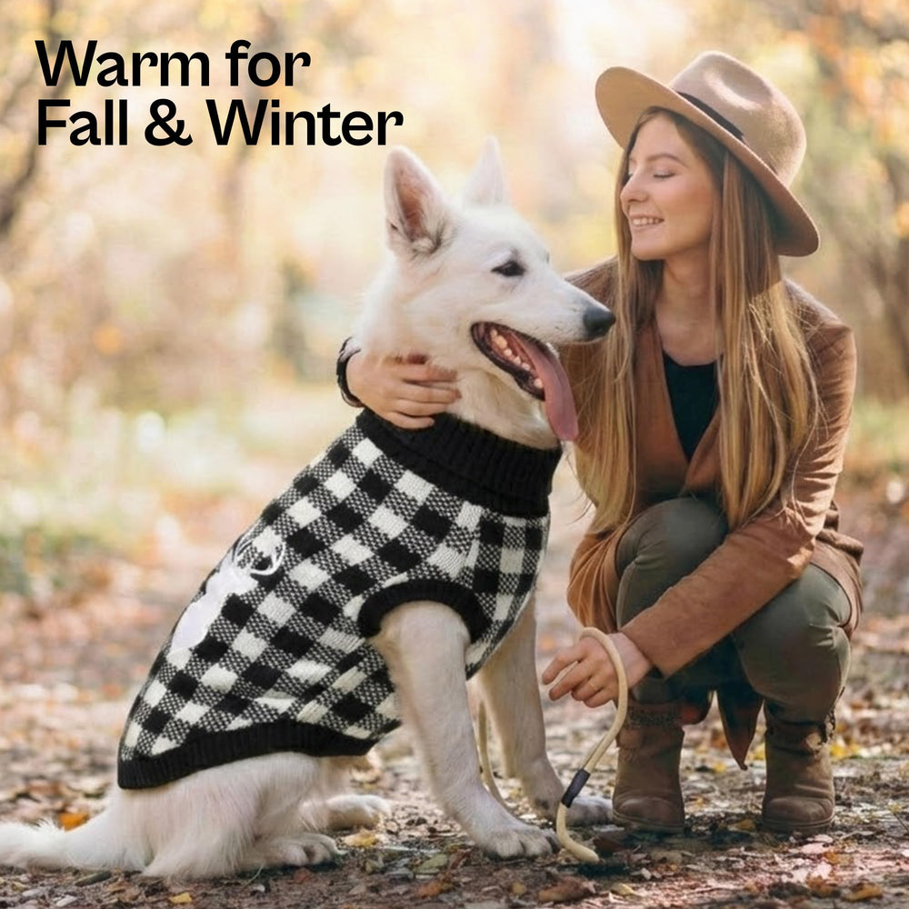 Parísian Pet modelo canino con el suéter en la calle durante invierno.