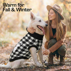 Parísian Pet modelo canino con el suéter en la calle durante invierno.