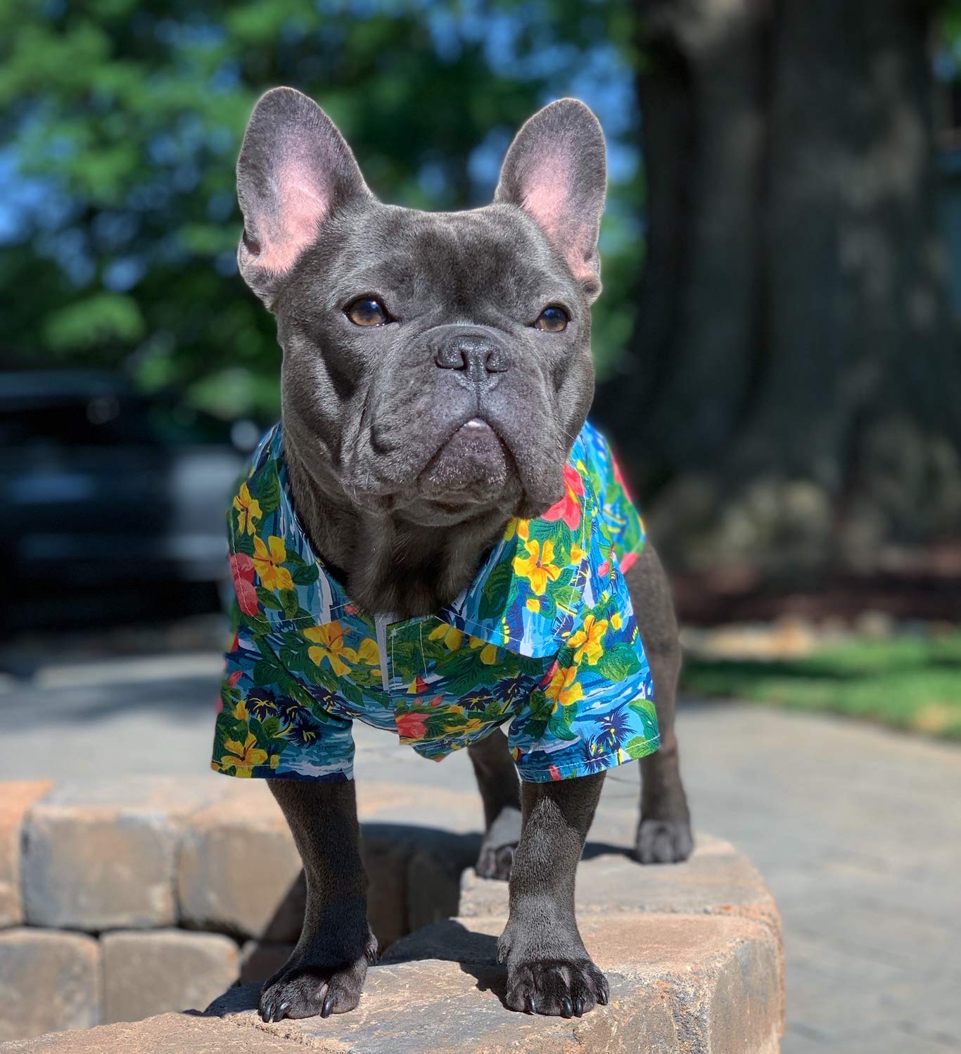 Parisian Pet: tallas XS a 2XL para perros de distintos tamaños.