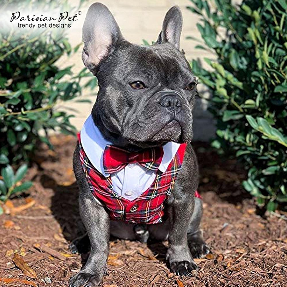 Vestido para perro en la playa, cómodo y elegante durante el verano.
