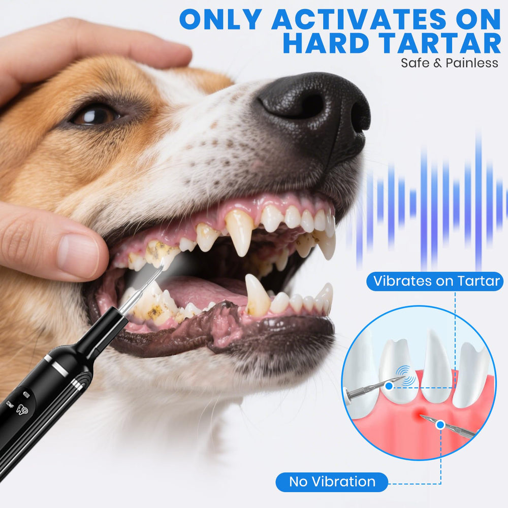 PATWING kit de limpieza dental para mascotas con cabezales intercambiables