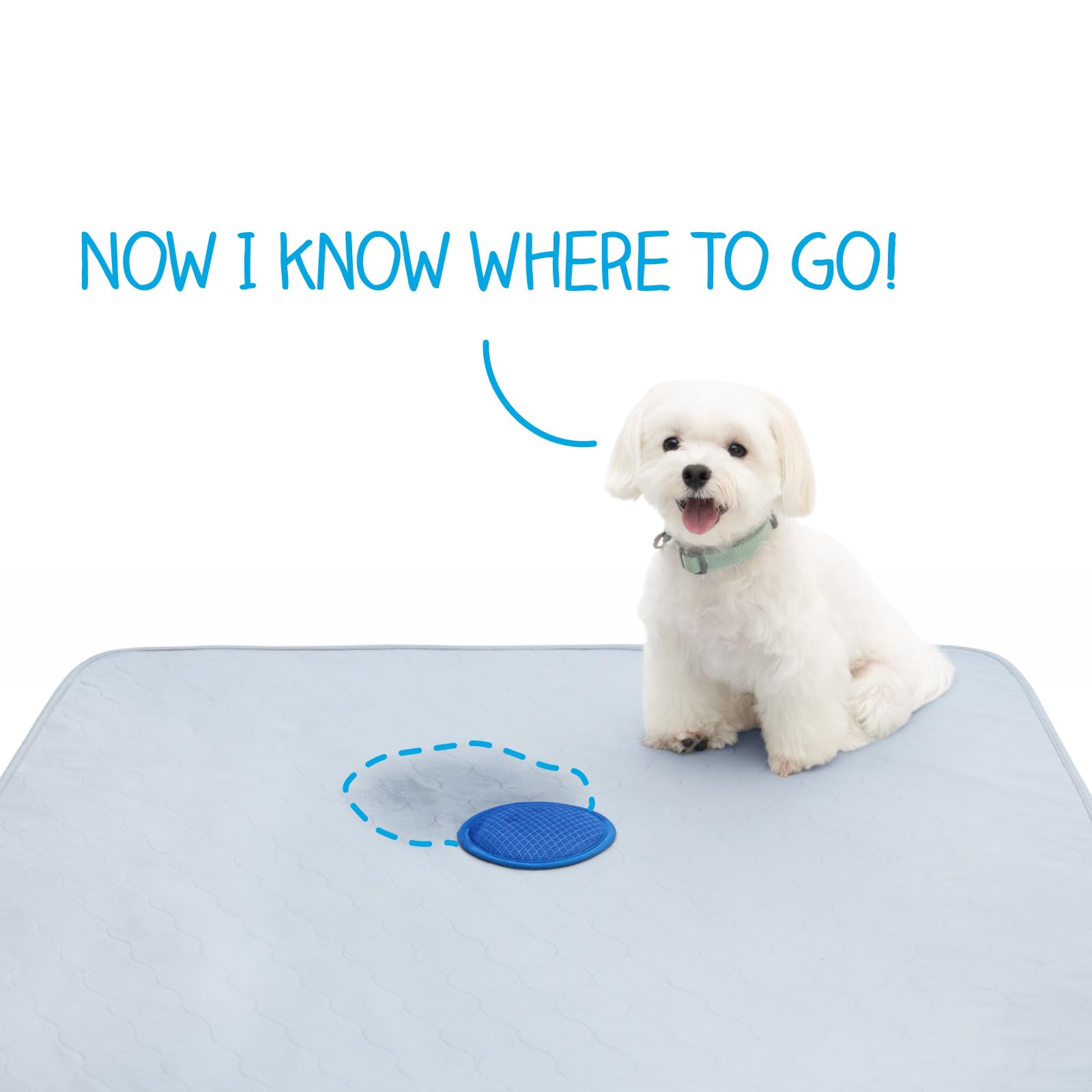 Paw Inspired Speed Spot tamaño 36x36 ofrece cobertura adecuada para perros.